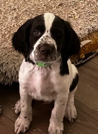 Exciting news for dog lovers! We are thrilled to announce the availability of our CKC registered Épa...
