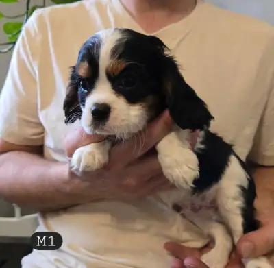 Six males, one female. Purebred. Ready for new homes as soon as possible, these puppies come vet che...