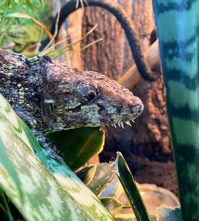 2021 Male CBB Cuban False Chameleon | Reptiles & Amphibians for