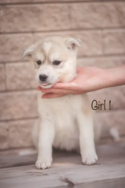 Beautiful, healthy, friendly puppys looking for their forever homes