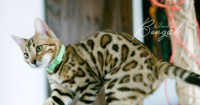 BENGAL PURE RACE BROWN SPOTTED TABBY