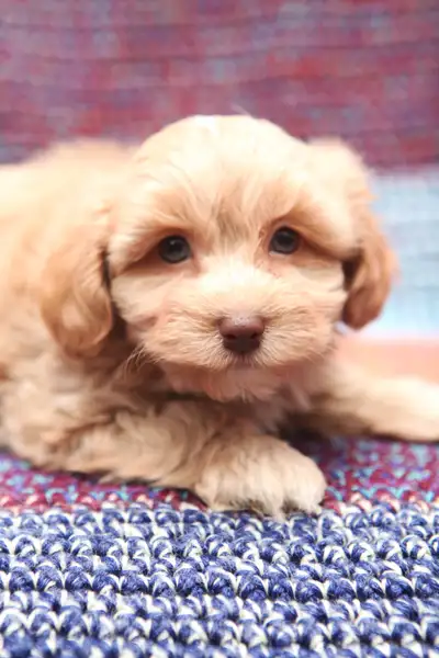 Please visit www.northstarhavanese.com for more information about our dogs. Instagram: Northstarhava...