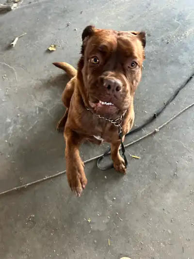 Dogue de Bordeaux seeks good home, View more