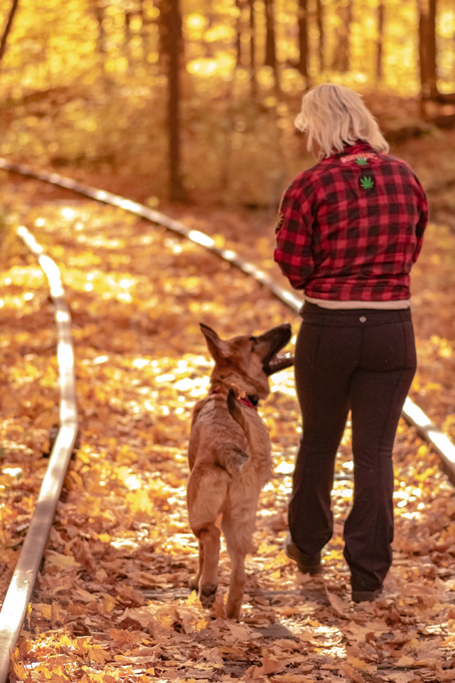 DOG TRAINING SERVICES**Dog Walking, Drop Ins, Pet Accessories ** in Animal & Pet Services in Hamilton - Image 3