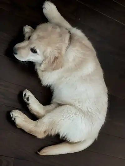 Puppy Golden Retriever Dog (2 months old), View more