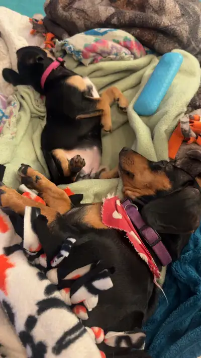 2 chiweenie girls left, View more