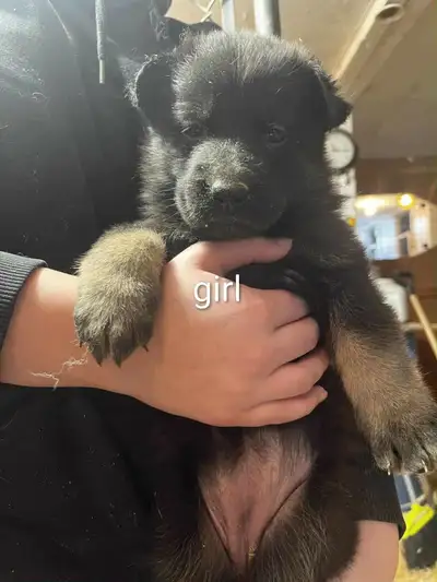 4 female German shepherd puppies available, View more