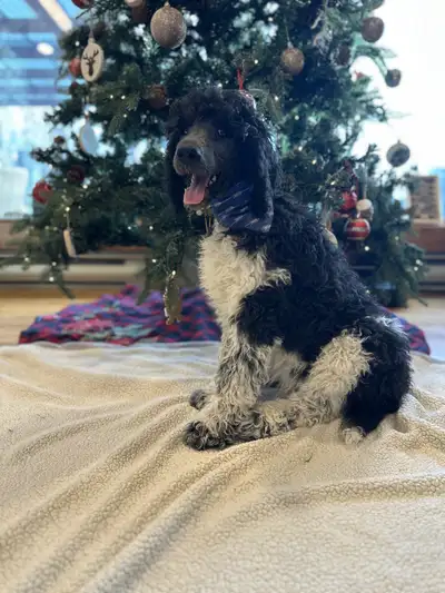 Standard poodle puppy, View more