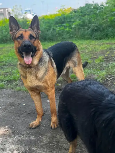 KING SHEPHERD PUPPIES FOR SALE!, View more