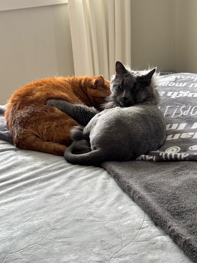 Two bonded female cats for rehoming in Cats & Kittens for Rehoming in Edmonton - Image 3