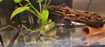 Superred Bristlenose Plecos, View more