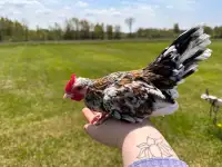 Beautiful young serama rooster 