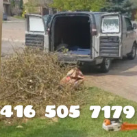 CHEAP SMALL TREE REMOVAL DISPOSAL. 416 505 7179