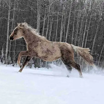 Coming 2 year old Qh palomino colt, View more