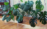 Huge Monstera Healthy indoor plant