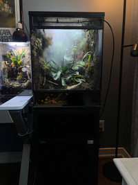 18x18x24 bio active setup with dart frogs 