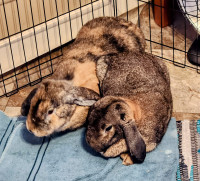 Bugs and Terry - Forever Home Needed!