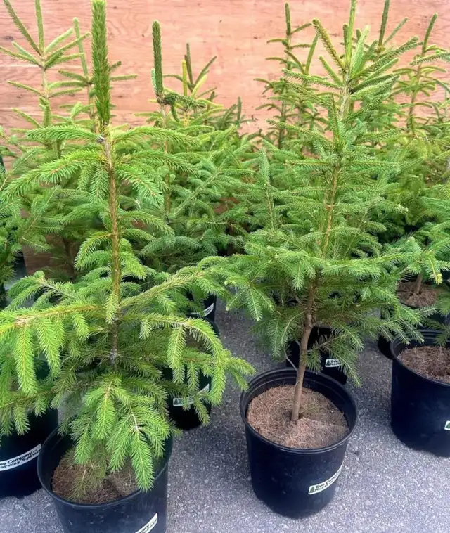FALL TREE SALE | Plants, Fertilizer & Soil | Oakville / Halton Region ...