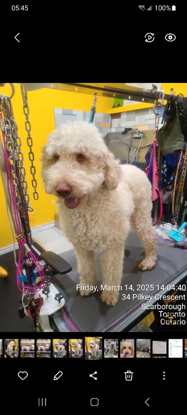 Pet's grooming in Scarborough  in Animal & Pet Services in City of Toronto
