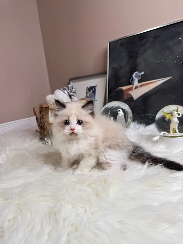 purebred ragdoll boy