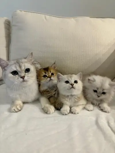 kitten for sale , View more