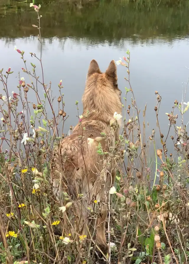 TAMASKAN SHEPHERD PUPS in Dogs & Puppies for Rehoming in Edmonton - Image 10