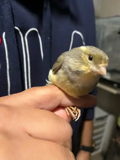 Femelle canari, View more