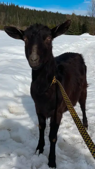 One and a half year old Alpine/Saanen Milk Goat. We milk her twice a day and she gives one liter eac...