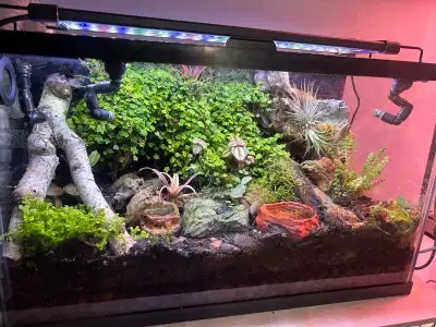 Two Terrariums with Dart Frogs , View more