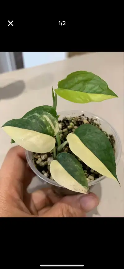 Epipremnum Pinnatum Cebu Blue Aurea, View more