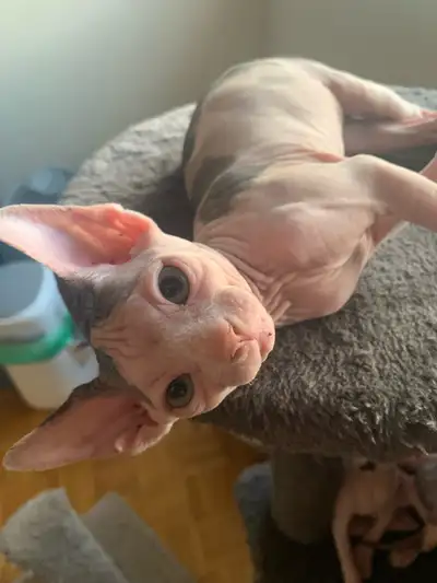 Sphinx kitten for adoption, View more