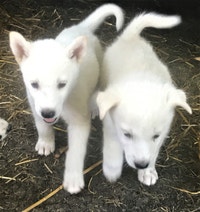 White Siberian Lab Pups With Blue Eyes