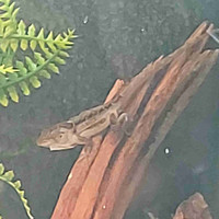 ISO Female Brown Anoles