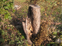 APPLE TREE stump--2  rooted side branches -replant 2 trees