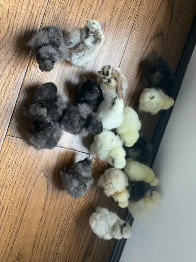 Standard bred fluffy silkie chicks, View more