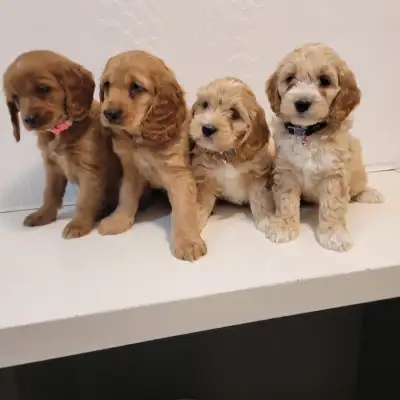 Beautiful Cockapoo Puppies ready to find their new families!, View more