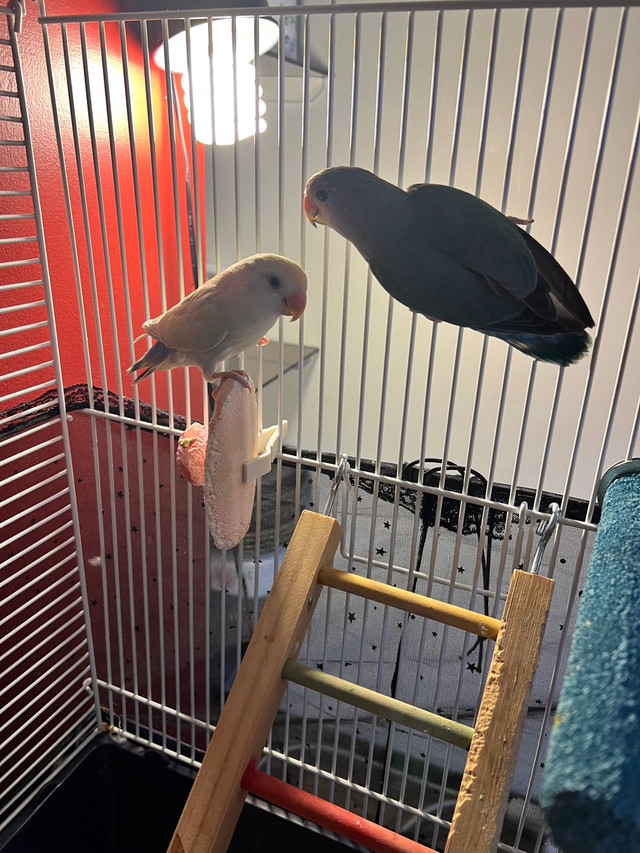 Love birds pair for sale in Birds for Rehoming in Winnipeg - Image 2