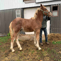 Registered Purebred Belgian Stud Colt