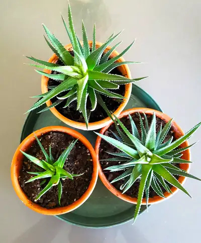 Indoor Plant —— Fasciated Haworthia, View more