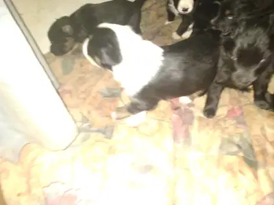 Border Collie - Australian  Shepherd Puppies, View more