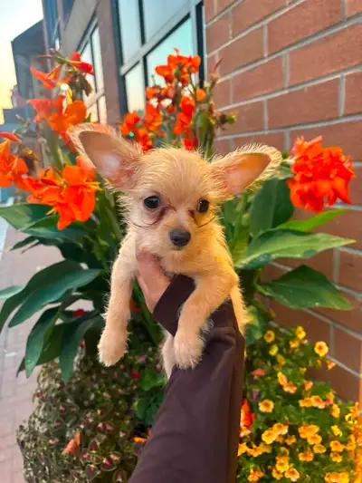 Chihuahua tiny puppy female Woodbridge Ontario, View more