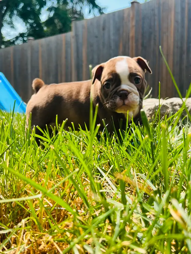 Male Olde English Bulldog in Dogs & Puppies for Rehoming in City of Toronto - Image 10