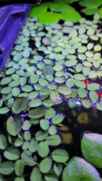 Salvinia floating aquatic plant