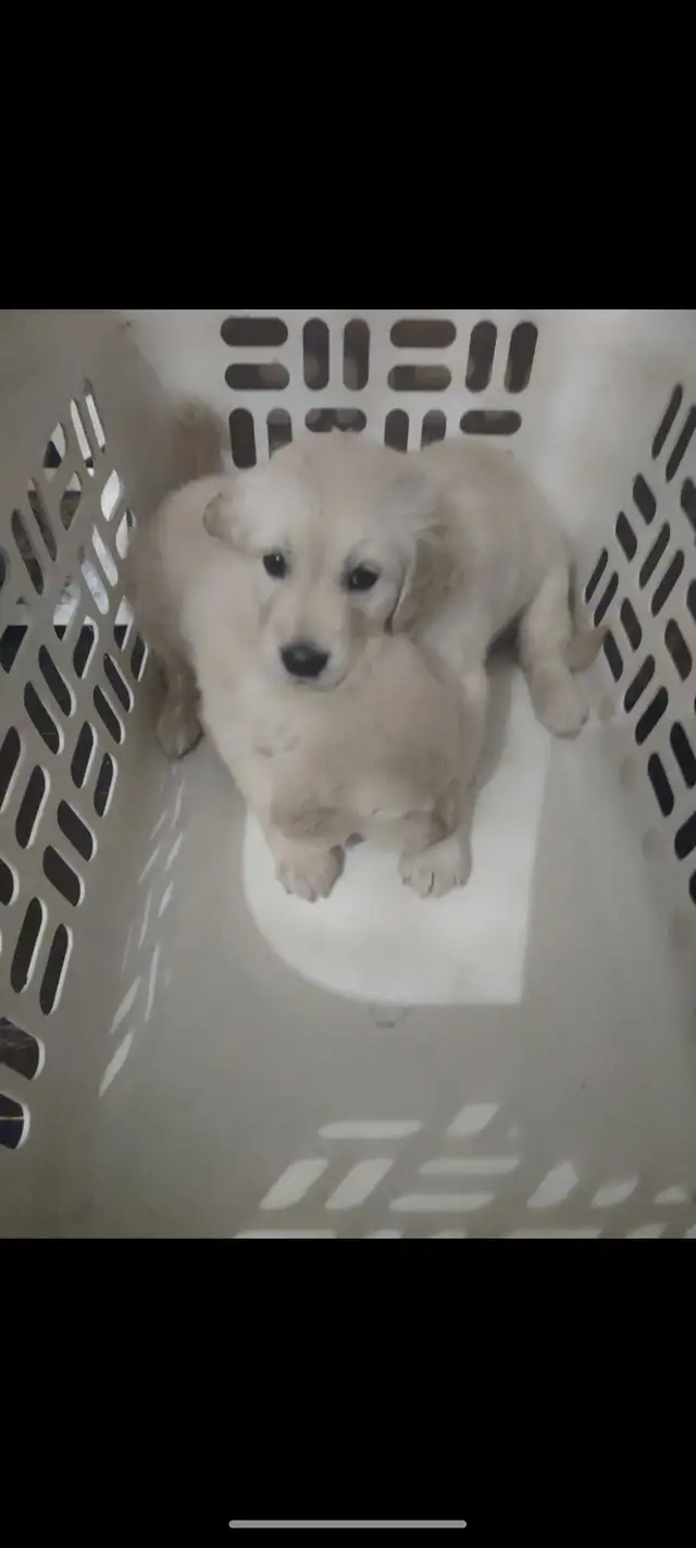EXCELLENT PRICE!.  GOLDEN WAGGLES HAS 2 RETRIEVER  PUPPIES LEFT in Dogs & Puppies for Rehoming in Oakville / Halton Region - Image 12