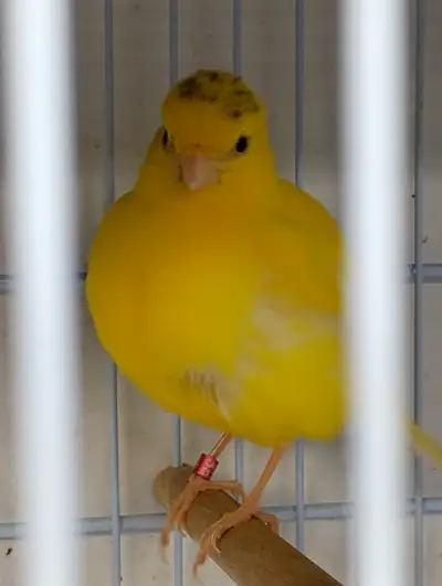 Female Fife Canary, View more
