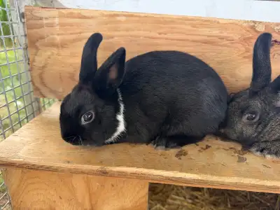 Rabbits Forsale , View more