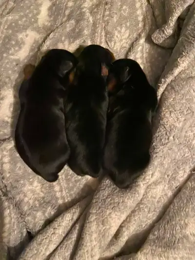 YorkieShire pups, View more