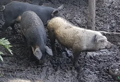 MANGALITSA PIGS (READY FOR THE ABATTOIR), View more