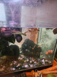 Guppies  and apple snails 