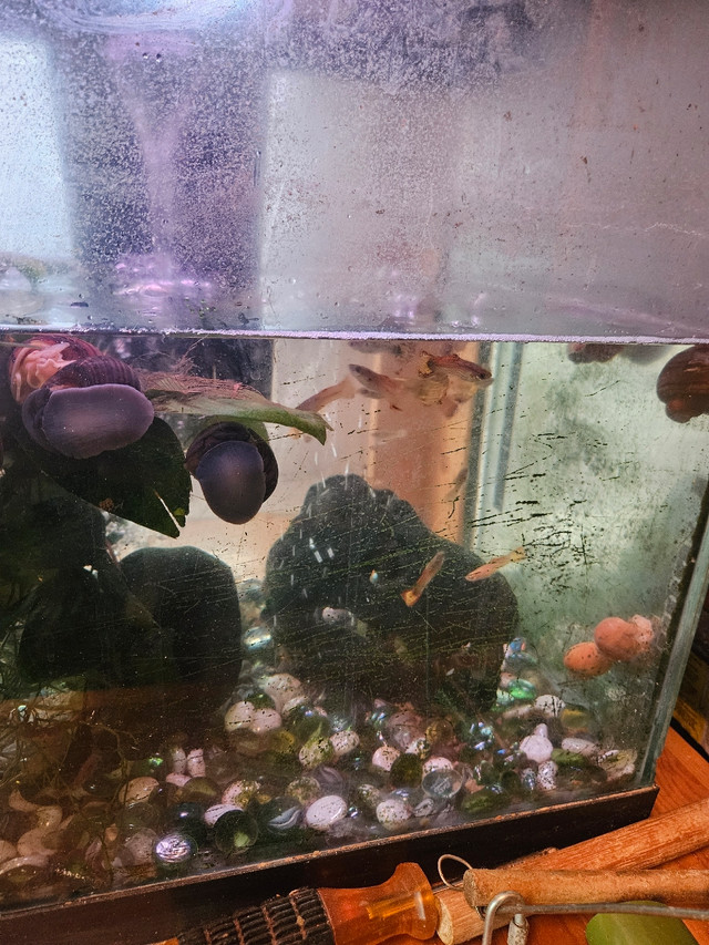 Guppies  and apple snails  in Fish for Rehoming in Calgary